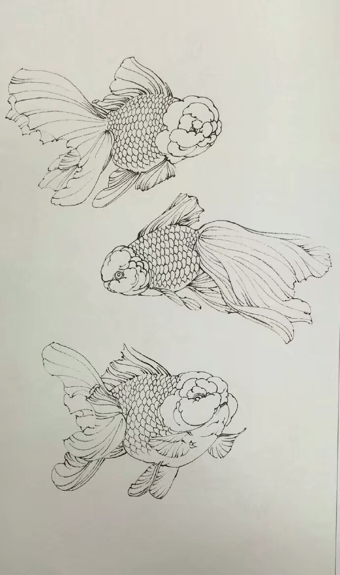 绘画素材金鱼