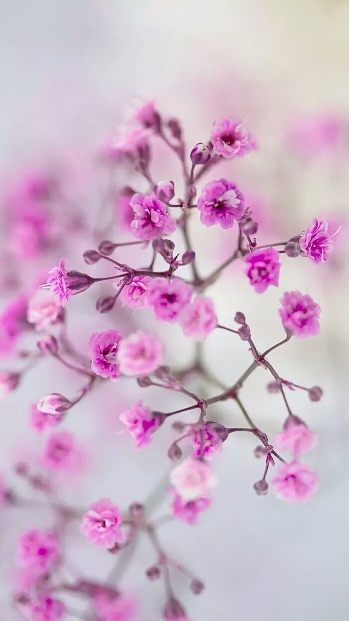 『一花一叶一世界』花,唯美意境,小清新植物壁纸