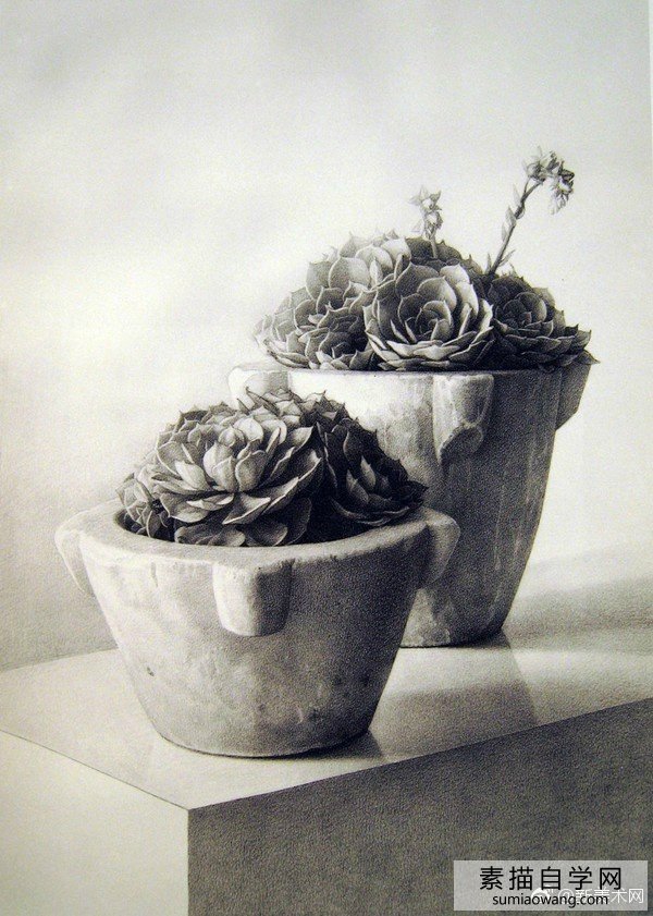 西班牙超写实大师克劳迪奥布雷沃素描作品多肉植物