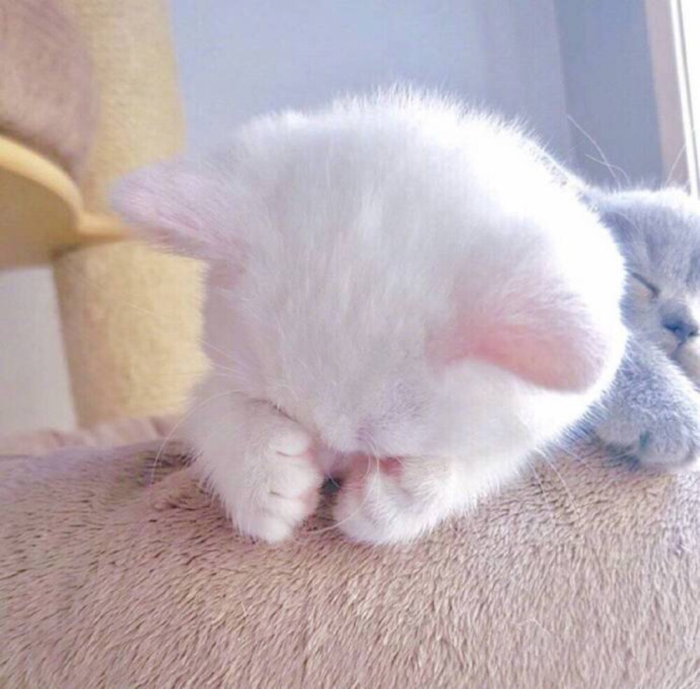 可爱 猫咪 背景图