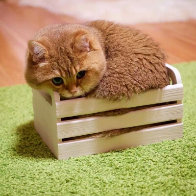 【 尐萌宠 】猫咪头像 大肥猫hosico 67676767 ps:抱图点赞