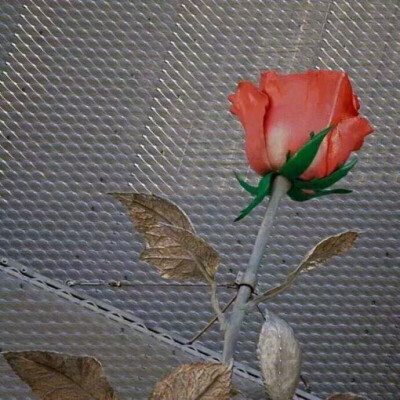 背景图玫瑰花