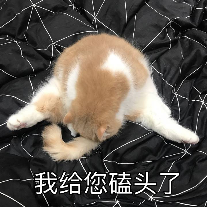 来源 微博 猫咪表情包