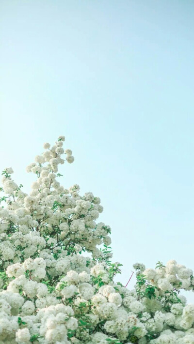 『一花一叶一世界』白绣球花,唯美意境小清新植物壁纸绿色的世界充满
