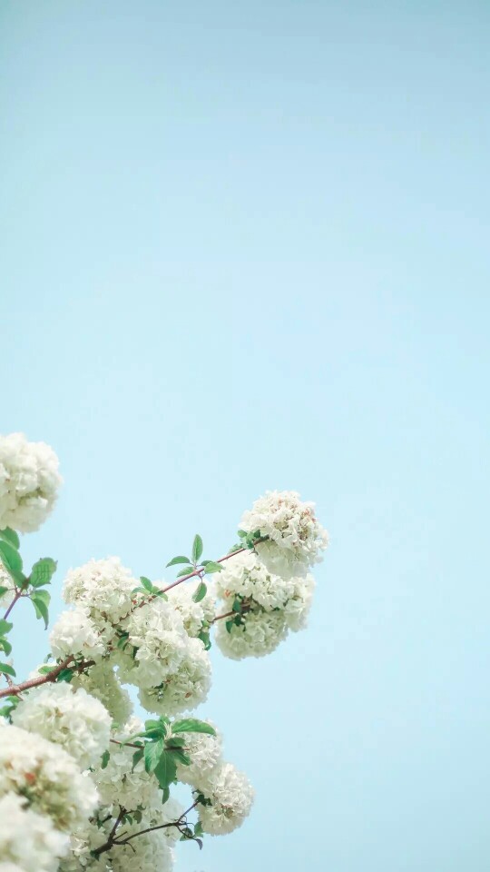 『一花一叶一世界』白绣球花,唯美意境小清新植物壁纸
