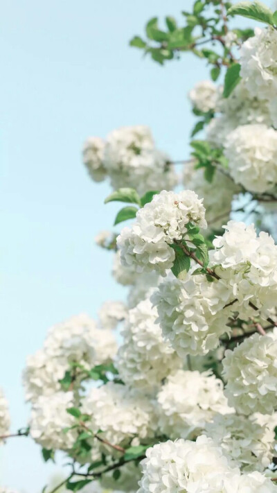 『一花一叶一世界』白绣球花,唯美意境小清新植物壁纸绿色的世界充满