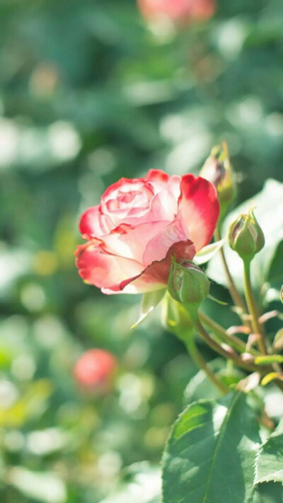 『一花一叶一世界』蔷薇花,唯美意境,小清新植物壁纸绿色的世界充满