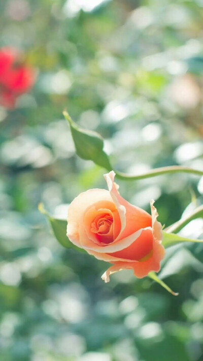 『一花一叶一世界』玫瑰花,唯美意境,小清新植物壁纸绿色的世界充满