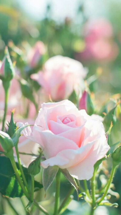 『一花一叶一世界』粉玫瑰,唯美意境,小清新植物壁纸绿色的世界充满