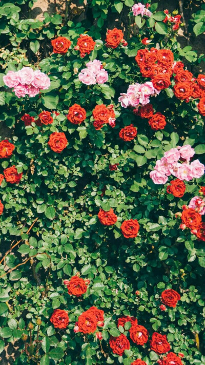 『一花一叶一世界』蔷薇花,唯美意境,小清新植物壁纸绿色的世界充满