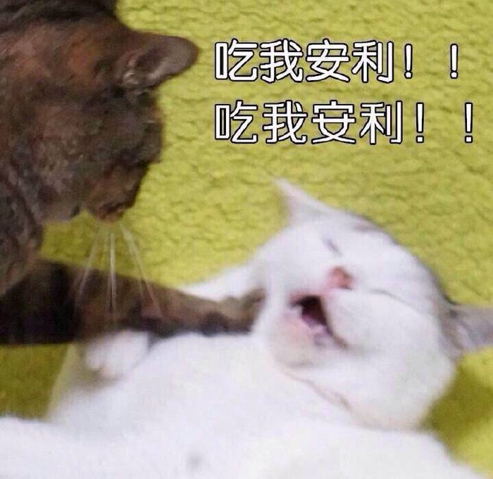 表情包猫咪吃我安利