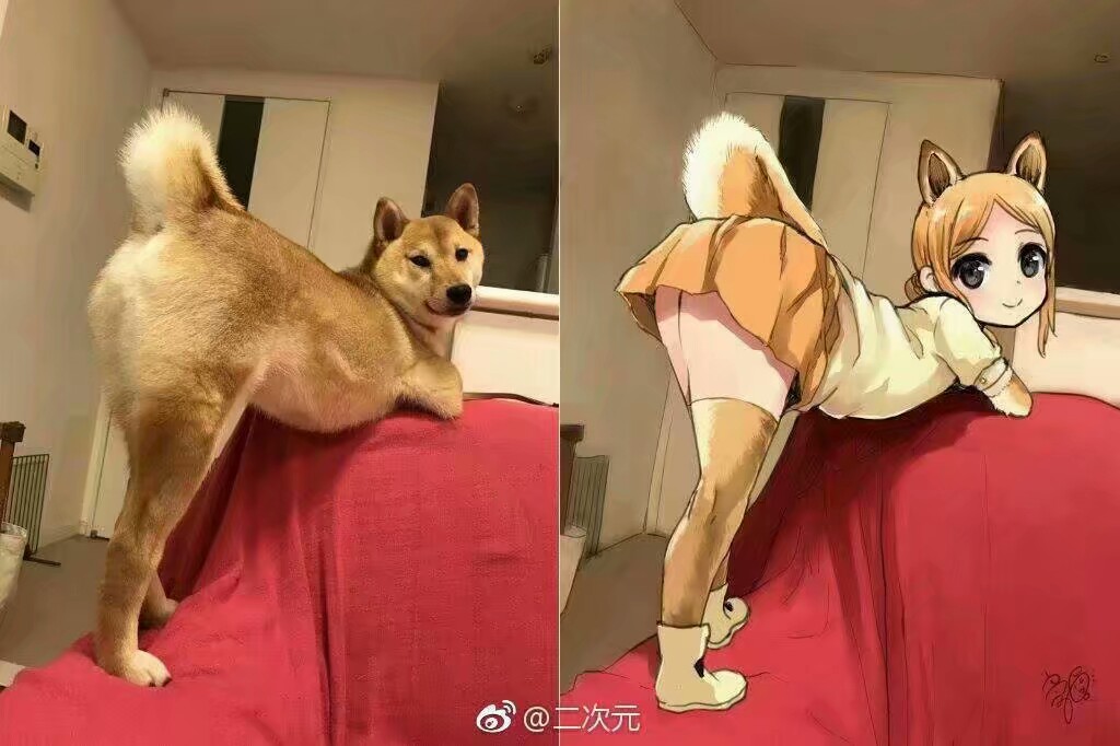 秋田犬拟人