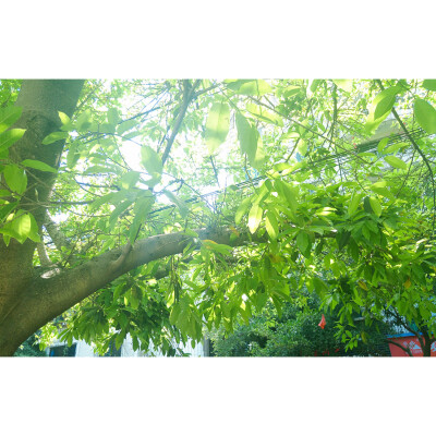 夏天 树叶