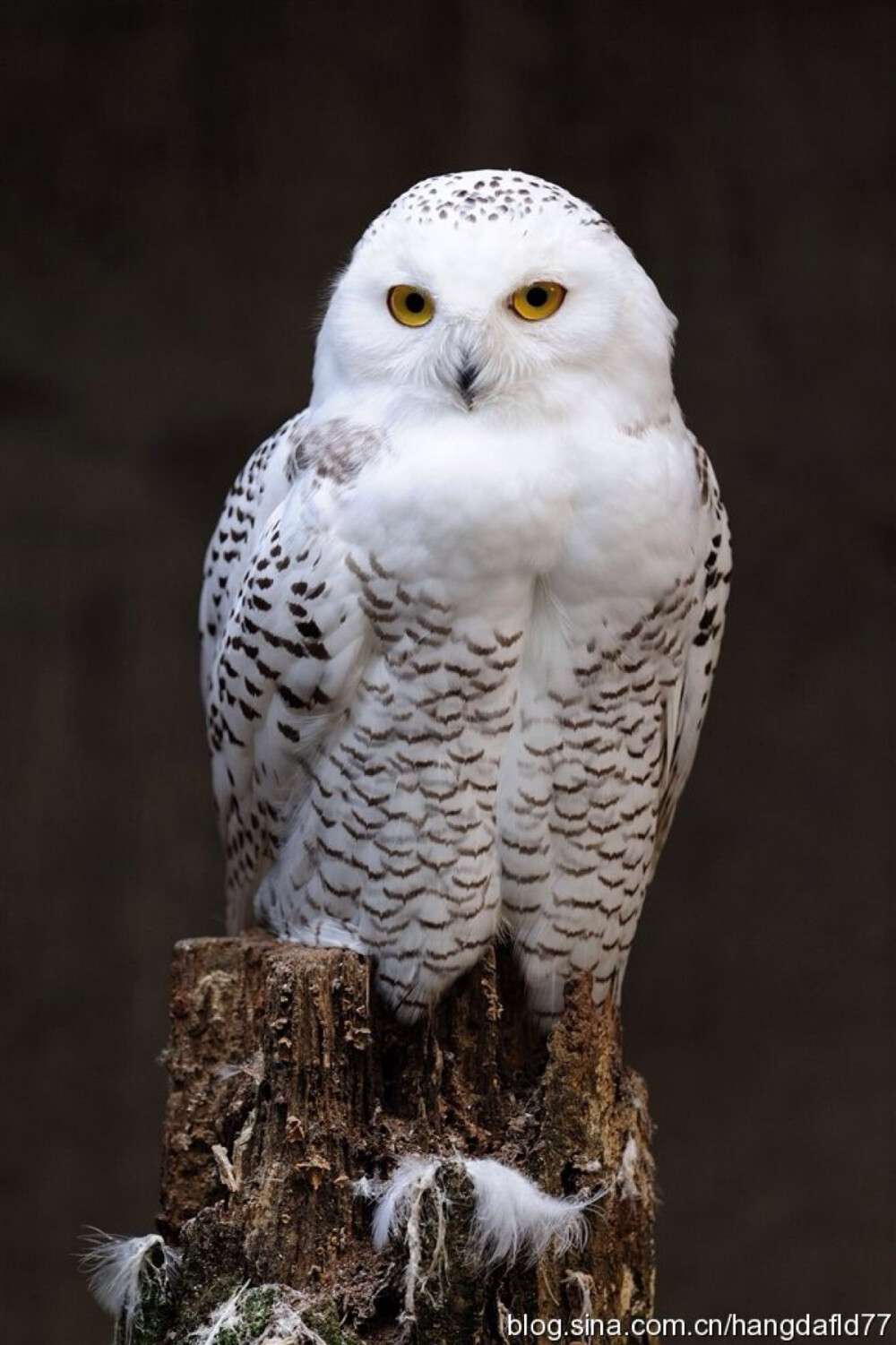 雪鸮(学名:bubo scandiaca)是鸱鸮科的一种大型猫头