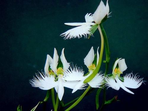 白鹭花即为鹭草所开的花,原产朝鲜,台湾和日本,属兰科,已知记录有12种