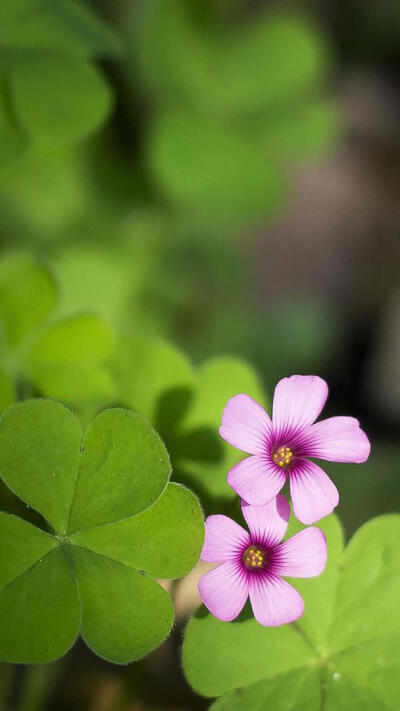 小花