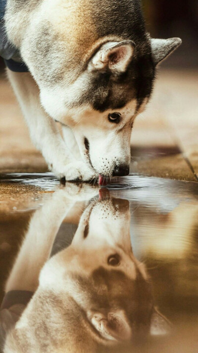 狗狗