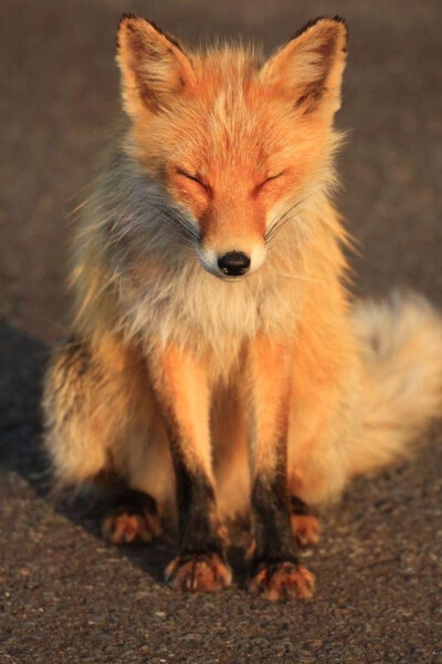(-ω-`)早安#狐狸# 掉毛的 #赤狐