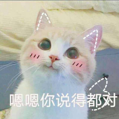 嗯嗯你说的都对 猫表情包萌图斗图必备 微信表情包qq表情包