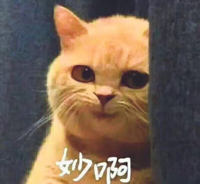 暗中观察猫