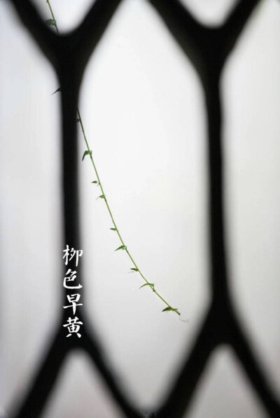 百草回芽,蜇虫始振.柳色早黄,水文新绿,鱼陟负冰.咬春通气,夜卧早起.