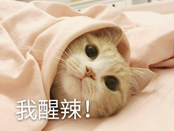 来源 微博 猫咪表情包