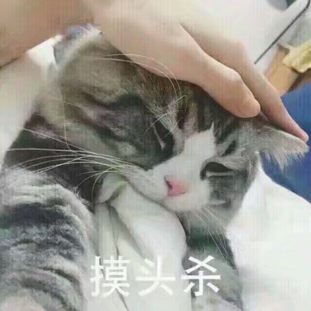 摸头杀 