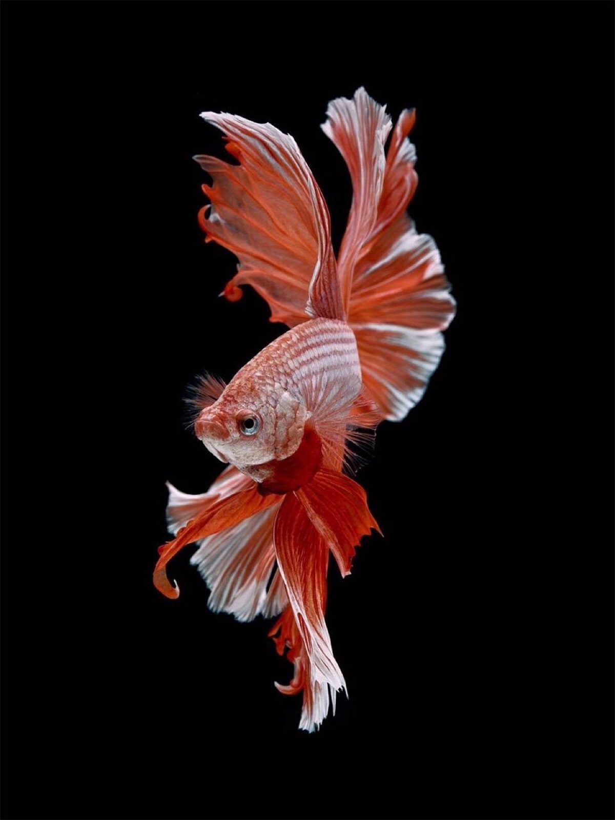 泰国斗鱼—动物图片—美图美秀