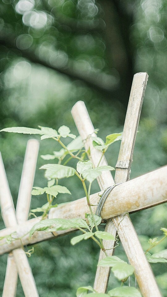 小清新 静物 篱笆 植物 树叶 文艺