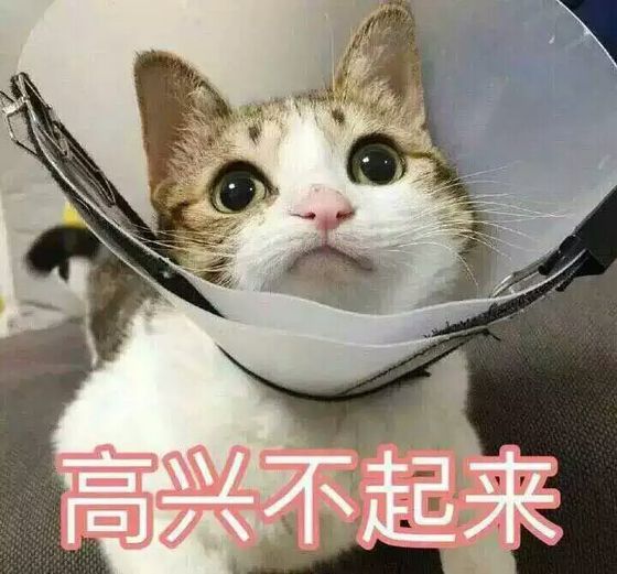 猫咪表情包不开心撒娇