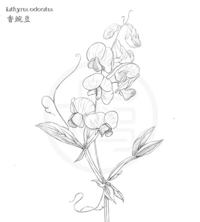 铅笔线描花草篇