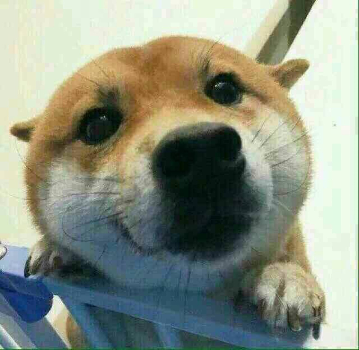 看我真诚的眼神