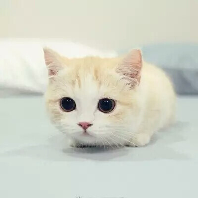 头像 猫咪 动物头像