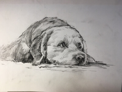 画狗狗