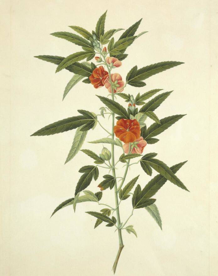 【午时花】中国清代外销画之植物花卉欣赏,外销画是一种鲜为人所知的
