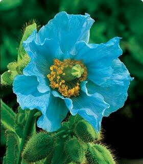 ——喜马拉雅山蓝罂粟生长在中国青藏高原及周边,不仅拥有炫目的颜色