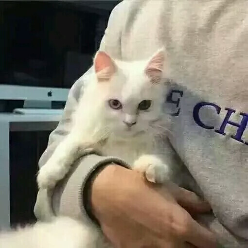 沐白 一左一右真人情头系列「猫系」