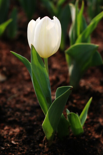 【郁金香】在植物分类学上,是一类属于百合科郁金香属(学名:tulipa)