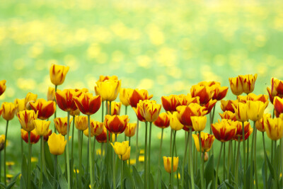 分类学上,是一类属于百合科郁金香属(学名:tulipa)的具鳞茎草本植物