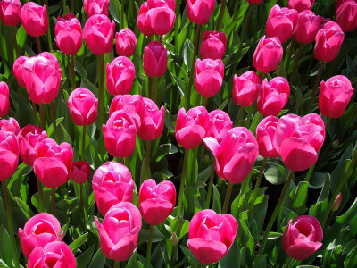 【郁金香】在植物分类学上,是一类属于百合科郁金香属(学名:tulipa)