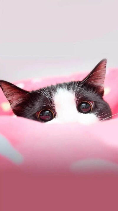 亮晶晶的大眼睛的小猫咪.