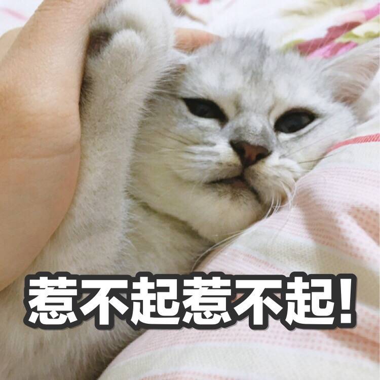 来源 微博 猫咪表情包