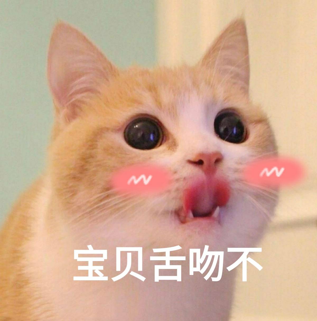 来源 微博 猫咪表情包