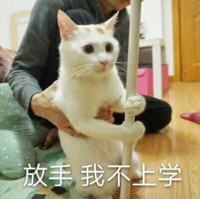 喵呜来源 微博 猫咪表情包