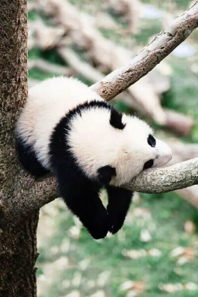 熊猫睡 