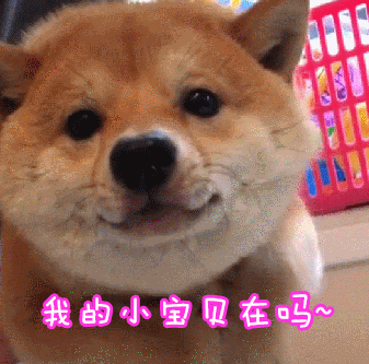 柴犬