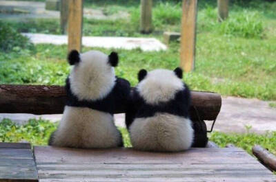 滚滚的背影;熊猫