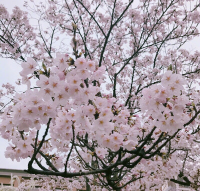 樱花 背景图