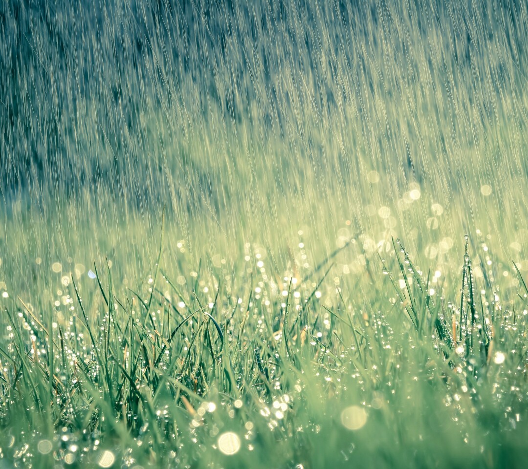 春季春天谷雨雨滴雨水摄影图配图高清摄影大图-千库网