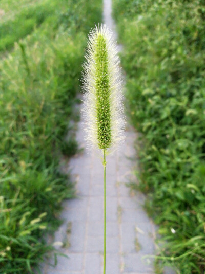 肖战狗尾巴草 - 堆糖,美图壁纸兴趣社区